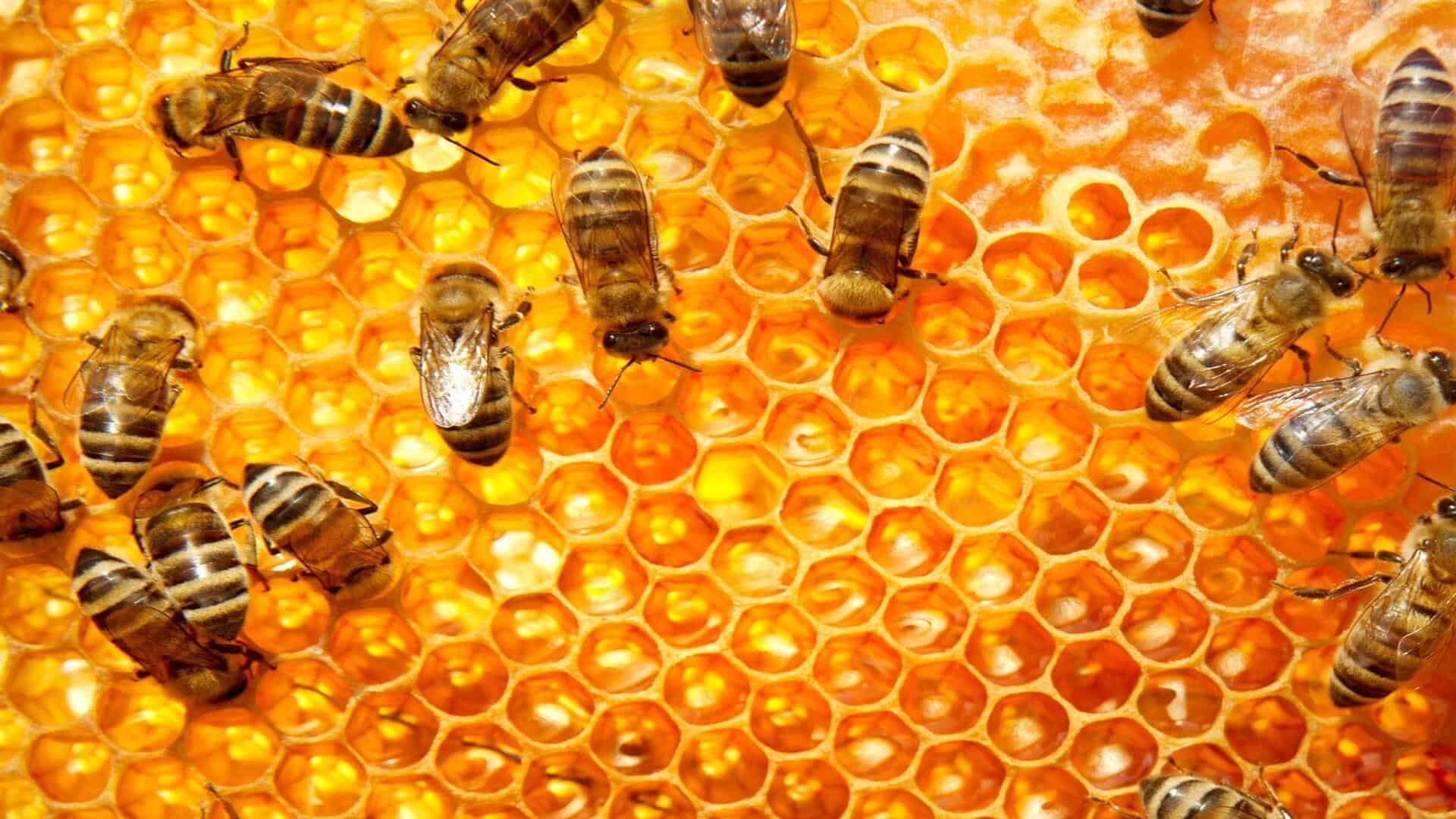 Miel increíble antibiótico natural